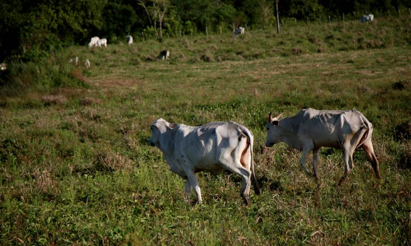 Mata Sao Joao Bahia Brasilien November 2020 Milchkühe Auf Einem — Stockfoto