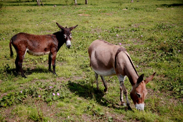 Mata Sao Joao Bahia Brasil Noviembre 2020 Burro Una Granja — Foto de Stock