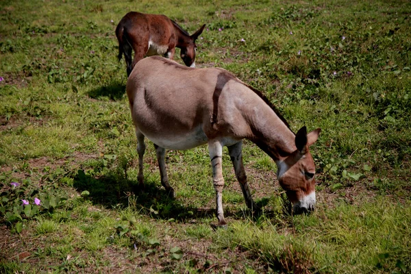 Mata Sao Joao Bahia Brasil Noviembre 2020 Burro Una Granja — Foto de Stock