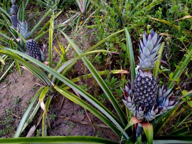 Mata de Sao Joao kırsalındaki ananas çiftliği (mata de sao joao, bahia / brrazil - 11 Ekim 2020)