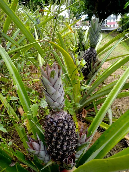 Salvador Bahia Brasil Noviembre 2020 Plantación Piña Campo Zona Rural —  Fotos de Stock