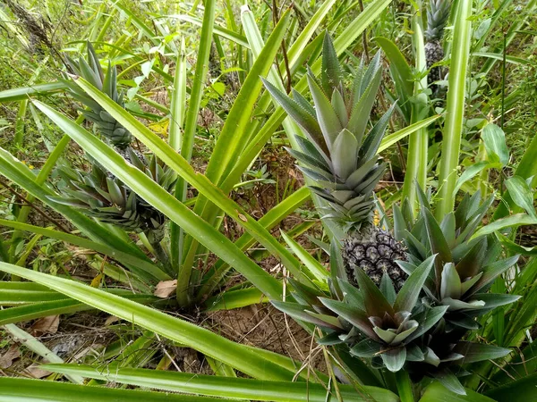 Salvador Bahia Brasil Noviembre 2020 Plantación Piña Campo Zona Rural —  Fotos de Stock