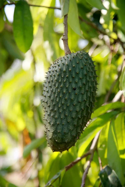 Soursop Plantation Countryside Rural Area Mata Sao Joao Mata Sao —  Fotos de Stock