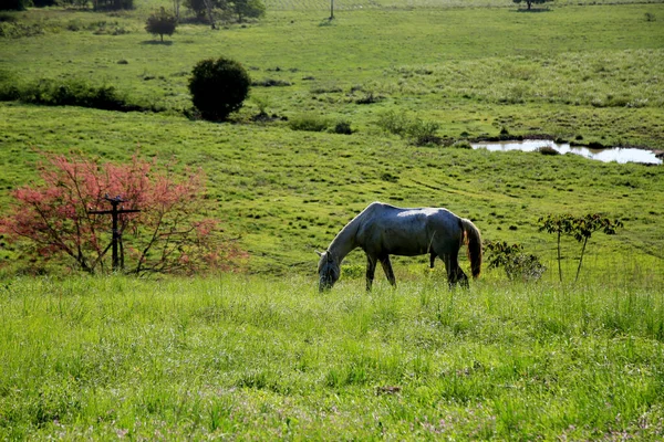 Mata Sao Joao Bahia Brasilien Oktober 2020 Pferd Wird Auf — Stockfoto