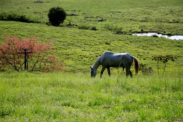 Mata Sao Joao Bahia Brazil Ottobre 2020 Cavallo Visto Nel — Foto Stock