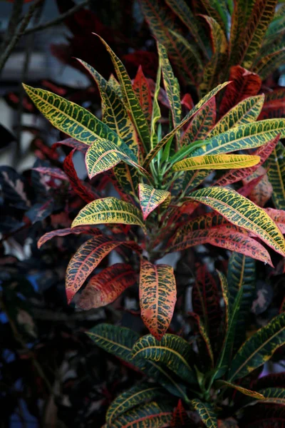 Salvador Bahia Brazil November 2020 Codiaeum Variegatum Plant Popular Brasileirinha — Stock Fotó