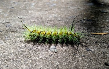 salvador, bahia / brazil - november 24, 2020: insect fire caterpillar is seen in a garden in the city of Salvador. clipart