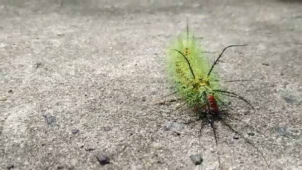 Salvador Bahia Brazil November 2020 Fire Caterpillar Insect Seen Garden — Stock Video