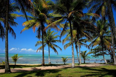 Porto Seguro, Bahia / Brezilya - 9 Haziran 2007: Bahia 'nın güneyindeki Porto Seguro şehrindeki Praia do Espelho' da hindistan cevizi ağaçları görülmektedir.