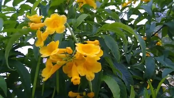 Salvador Bahia Brazil November 2020 Tecoma Stans Plant Popularly Known — Stock Video