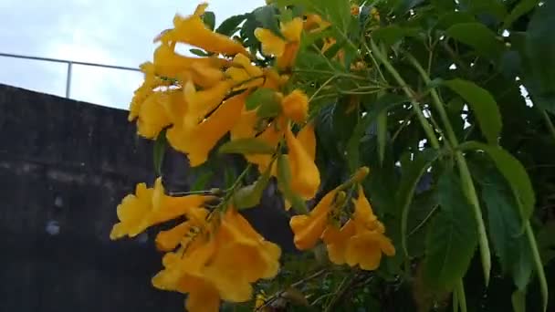 Salvador Bahia Brasil Noviembre 2020 Tecoma Stans Planta Popularmente Conocida — Vídeos de Stock