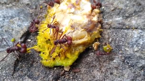 Salvador Bahia Brazil Νοεμβρίου 2020 Μυρμήγκια Κοπής Φύλλων Κόβουν Ένα — Αρχείο Βίντεο