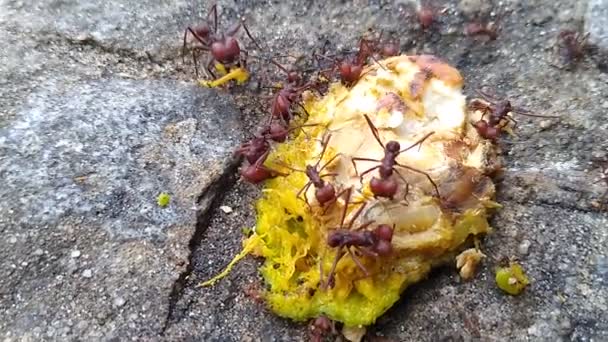 Salvador Bahia Brazil November 2020 Leaf Cutting Ants Seen Cutting — Stock Video