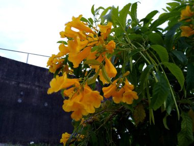 Salvador, Bahia, Brezilya - Kasım 26, 2020: Tecoma stans yaygın olarak Ipe de Jardim olarak bilinen bitki, Salvado şehrinde görüldü.