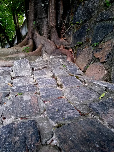 Salvador Bahia Brazil November 2020 Trees Raises Pavements Parking Lot — Stock Photo, Image