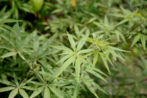 Salvador Bahia Brasil Outubro 2020 Planta Vitex Agnus Castus Vista — Fotografia de Stock