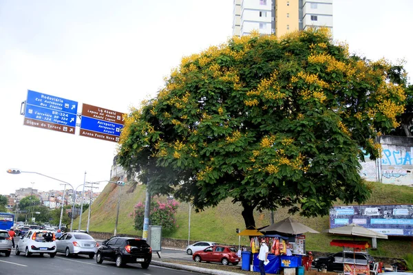 Salvador Bahia Brazil Δεκέμβριος 2020 Canafistula Peltophorum Dubium Tree Φαίνεται — Φωτογραφία Αρχείου