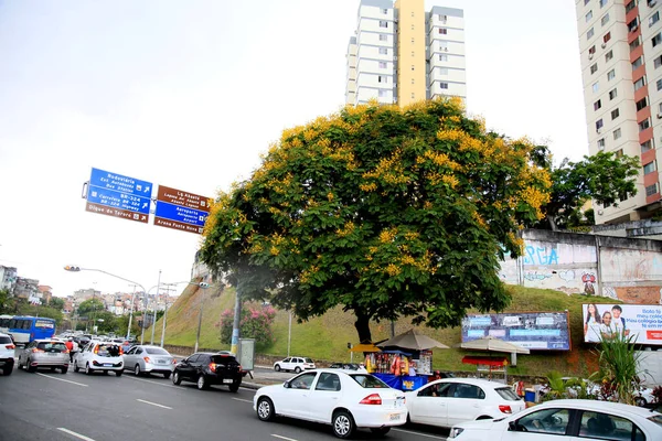 Salvador Bahia Brazilië December 2020 Canafistula Peltophorum Dubium Boom Zien — Stockfoto