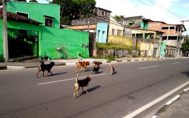 Mata de Sao Joao, Bahia, Brezilya - 7 Kasım 2020: Köpekler Mata de Sao Joao şehrinde sokakta dişi bir köpek ararken görülürler. * * * Yerel altyazı * *