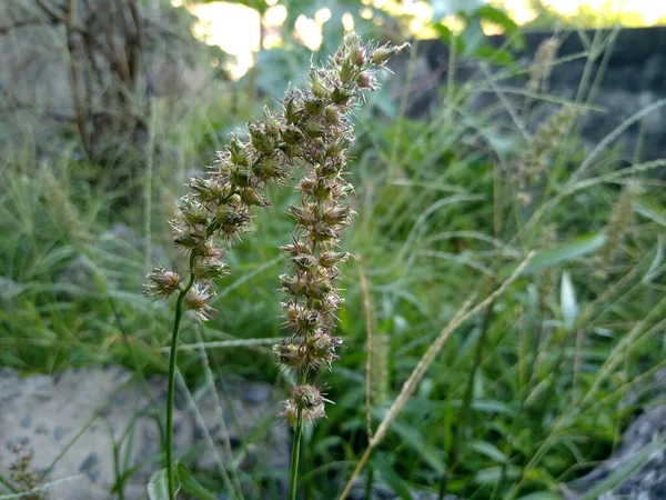 Salvador Bahia Brazilië December 2020 Cenchrus Echinatus Plant Volksmond Bekend — Stockfoto