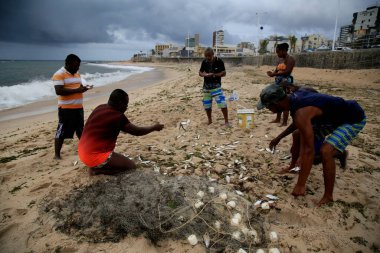 Salvador, Bahia, Brezilya - 18 Aralık 2020: balıkçılar, Salvador kentindeki Pituba sahilinde bir balıkçı ağıyla balık tutarken sardalya balığı toplarken görüldü.