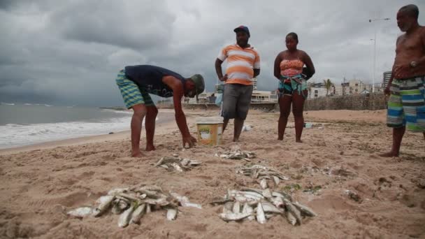 Salvador Bahia Brazil December 2020 Fiskare Ses Samla Sardinfisken Ett — Stockvideo