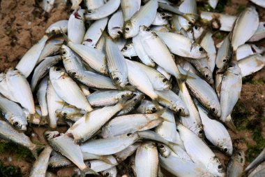 Salvador, Bahia, Brezilya - 18 Aralık 2020: Salvador 'daki Pituba plajında balık avlarken sardalya balıkları görüldü..