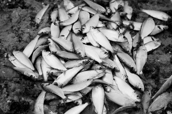 Salvador Bahia Brasile Dicembre 2020 Pesci Delle Sardine Vengono Visti — Foto Stock