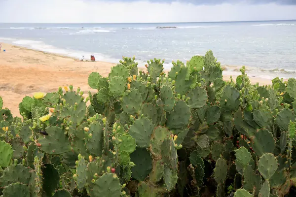 Salvador Bahia Brazil December 2020 Cactus Plantation Seen Pituba Beach — Stock Photo, Image