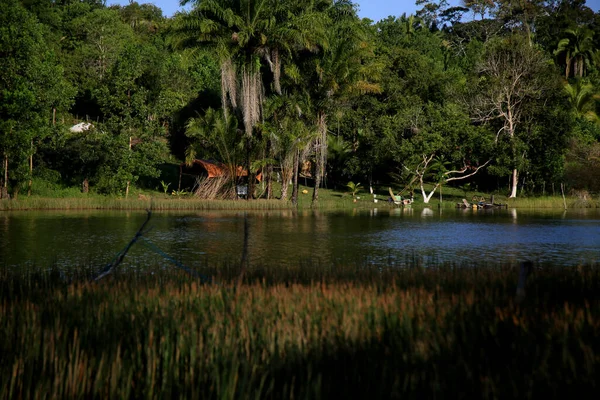 Mata Sao Joao Bahia Brazil September 2020 View Santa Helena — Stock Photo, Image