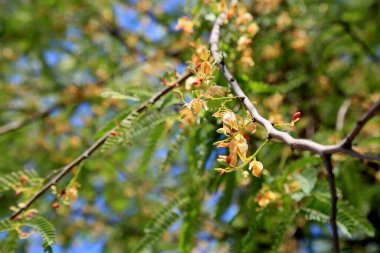 Salvador, Bahia, Brezilya - 30 Aralık 2020: Tamarino ağacı Salvador şehrinde çiçeklerle görüldü.