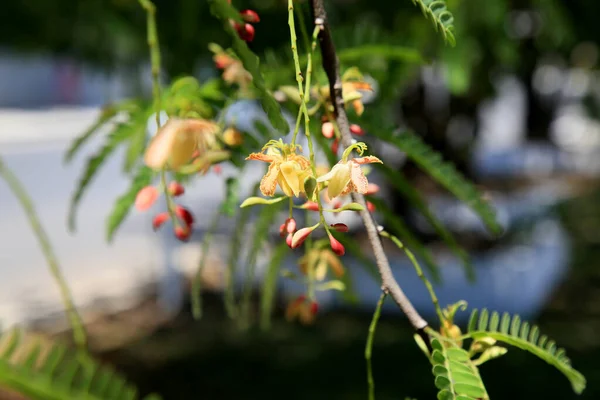 Salvador Bahia Brasilien Dezember 2020 Tamarinobaum Mit Blumen Der Stadt — Stockfoto