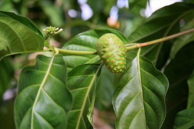 Salvador, Bahia, Brezilya - 6 Ocak 2021: Morinda citrifolia meyvesi, halk arasında noni olarak bilinir, Salvador şehrinde bir sokakta görüldü.