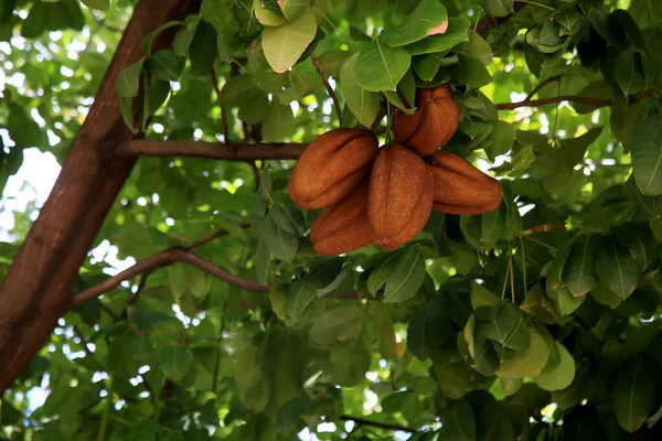 Salvador Bahia Brésil Janvier 2021 Fruits Monguba Pachira Aquatica Aubl — Photo