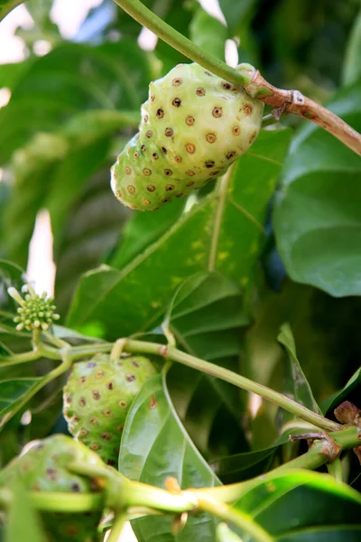 Salvador Bahia Brasil Enero 2021 Morinda Citrifolia Fruit Comúnmente Conocido —  Fotos de Stock