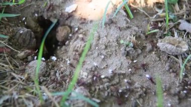 Salvador, Bahia, Brezilya - 6 Ocak 2021: Yaprak kesen karıncaların bir arkadaşını Salvador şehrindeki bir karınca yuvasına taşıması.