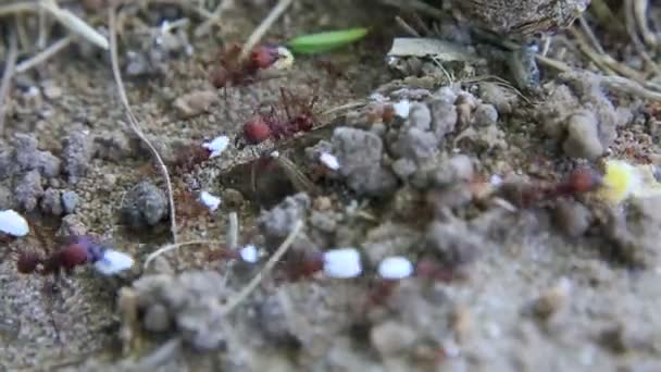 Salvador Bahia Brazilský Leden 2021 Pohyb Mravenců Kteří Odnášejí Přítele — Stock video