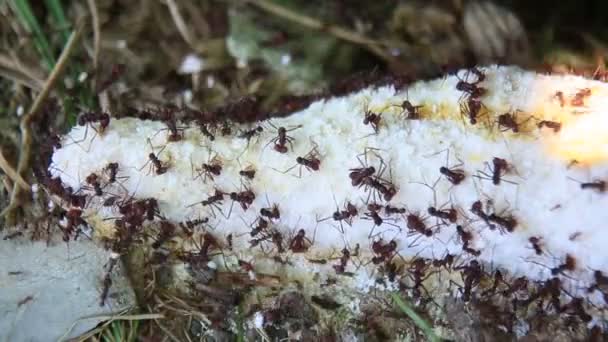 Salvador Bahia Brazil January 2021 Movement Leaf Cutting Ants Carrying — Stock Video