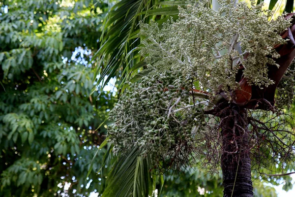 Salvador Bahia Brasilien Januar 2021 Früchte Der Adonidia Palme Werden — Stockfoto