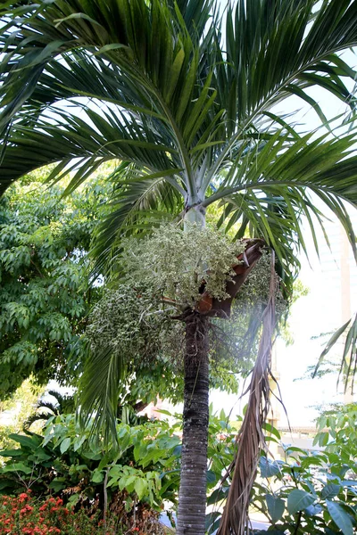 Salvador Bahia Brésil Janvier 2021 Les Fruits Palmier Adonidia Sont — Photo