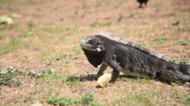 Salvador, Bahia, Brezilya - 8 Ocak 2021: Salvador şehir merkezindeki Praca da Piedade 'de iguana sürüngeni görüldü..