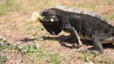 Salvador, Bahia, Brezilya - 8 Ocak 2021: Salvador şehir merkezindeki Praca da Piedade 'de iguana sürüngeni görüldü..