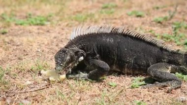 Salvador, Bahia, Brezilya - 8 Ocak 2021: Salvador şehir merkezindeki Praca da Piedade 'de iguana sürüngeni görüldü..
