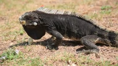 Salvador, Bahia, Brezilya - 8 Ocak 2021: Salvador şehir merkezindeki Praca da Piedade 'de iguana sürüngeni görüldü..