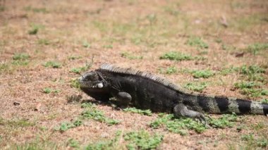 Salvador, Bahia, Brezilya - 8 Ocak 2021: Salvador şehir merkezindeki Praca da Piedade 'de iguana sürüngeni görüldü..