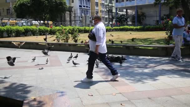 Salvador Bahia Brazilský Ledna 2021 Holubi Jsou Vidět Náměstí Piedade — Stock video