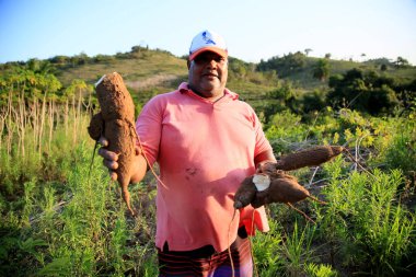 Mata de Sao Joao, Bahia, Brezilya - 29 Eylül 2020: Mata de Sao Joao şehrinin kırsal kesimindeki bir cassava çiftliğinde kırsal işçi görüldü.