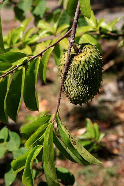 Salvador Bahia Braziliaans Januari 2021 Sop Fruit Zien Een Tuin — Stockfoto