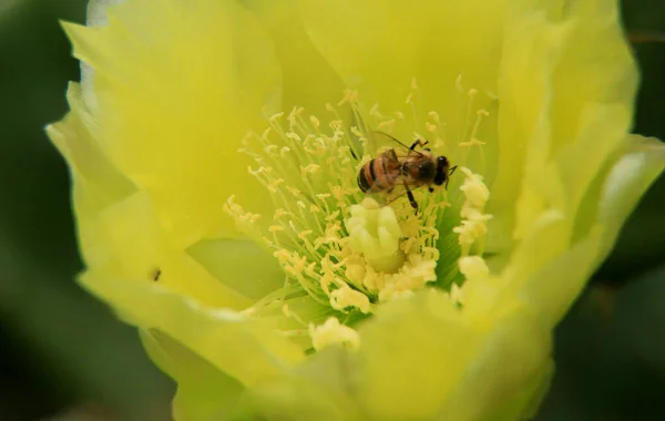 salvador, bahia, brazil - january 11, 2021: african bee insect is seen collecting nectar on a cactus flower in the Pituba neighborhood in the city of Salvador.