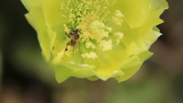 Salvador Bahia Brazílie Ledna 2021 Africký Včelí Hmyz Sbírá Nektar — Stock video